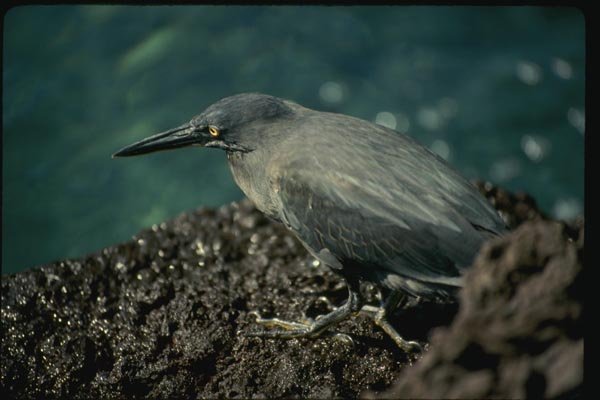 139062 Lava Heron Hunting A4 Photo Print