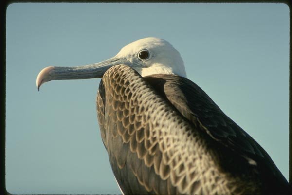 139063 Frigate Bird A4 Photo Print
