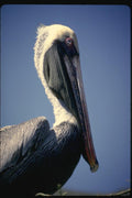 139064 Brown Pelican A4 Photo Print