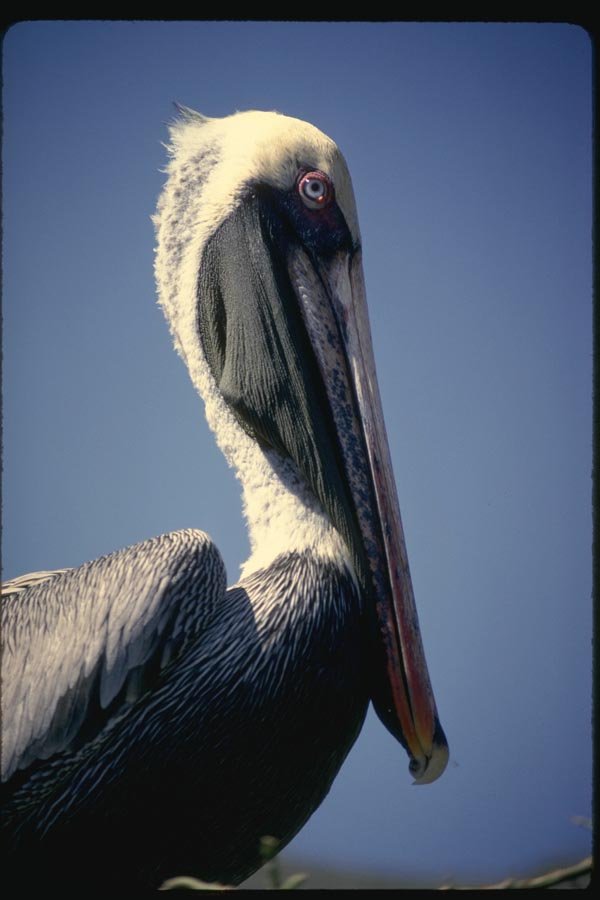 139064 Brown Pelican A4 Photo Print