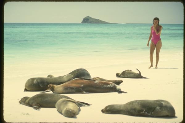 139065 Woman And Sea Lions, James Island A4 Photo Print