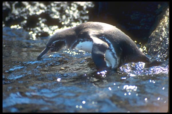 139066 Galapagos Penguin In Water A4 Photo Print