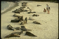 139067 Sea Lion Beach, Loberia Island A4 Photo Print