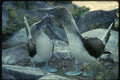 139068 Blue footed Boobies, Champion Island A4 Photo Print
