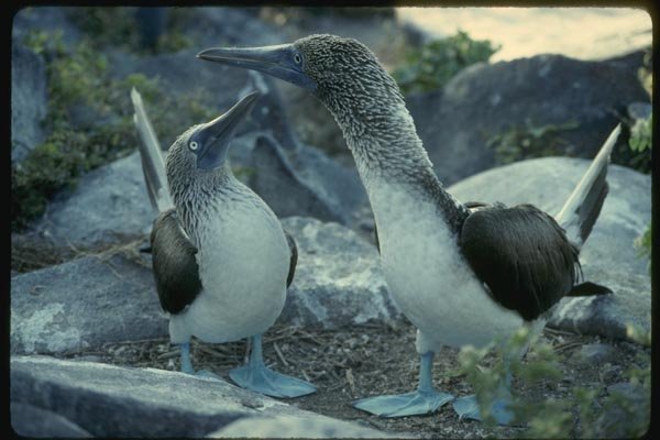 139068 Blue footed Boobies, Champion Island A4 Photo Print
