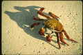 139069 Crab A4 Photo Print