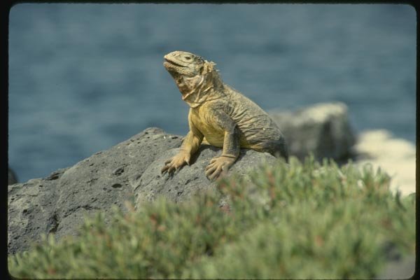 139070 Land Iguana, Plaza Island A4 Photo Print