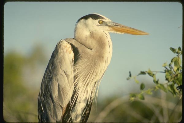 139071 Great Blue Heron A4 Photo Print