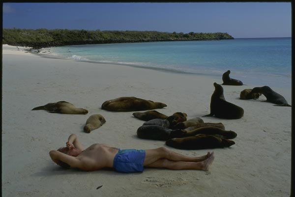 139072 Man And Sea Lions A4 Photo Print