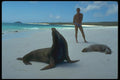 139073 Sea Lions On Beach A4 Photo Print