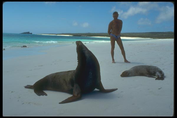 139073 Sea Lions On Beach A4 Photo Print
