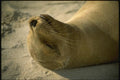 139074 Sea Lion Sleeping A4 Photo Print