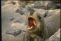 139075 Sea Lion Barking A4 Photo Print