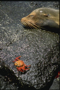 139076 Crab Near Sleeping Sea Lion A4 Photo Print