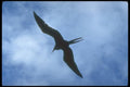 139078 Bird In Flight A4 Photo Print