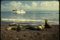 139081 Sea Lions And Vessel A4 Photo Print