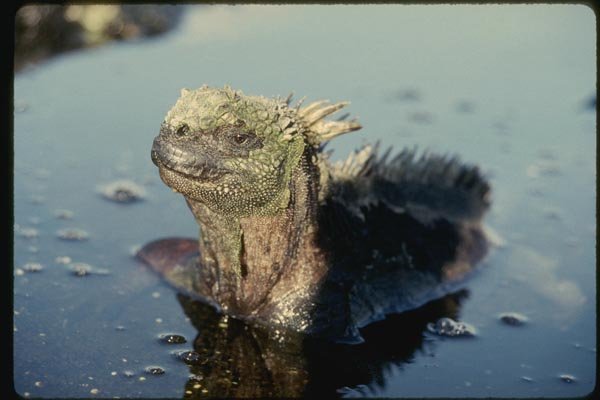 139083 Marine Iguana A4 Photo Print
