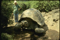 139084 Land Tortoise, Darwin Centre A4 Photo Print