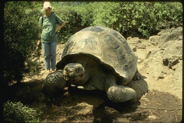 139084 Land Tortoise, Darwin Centre A4 Photo Print