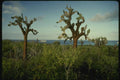 139085 Cacti A4 Photo Print