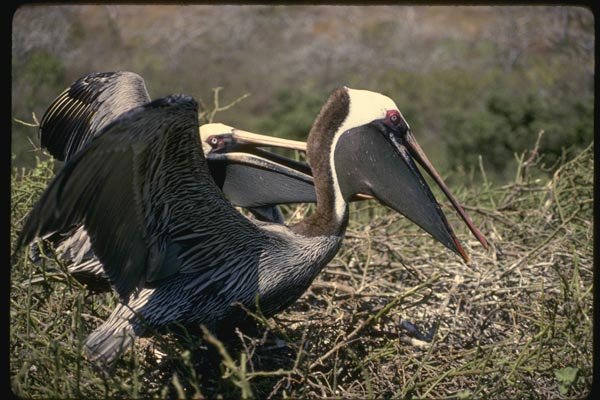 139086 Brown Pelicans Mating A4 Photo Print