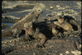 139087 Marine Iguanas A4 Photo Print