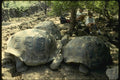 139088 Land Tortoises, Darwin Centre A4 Photo Print