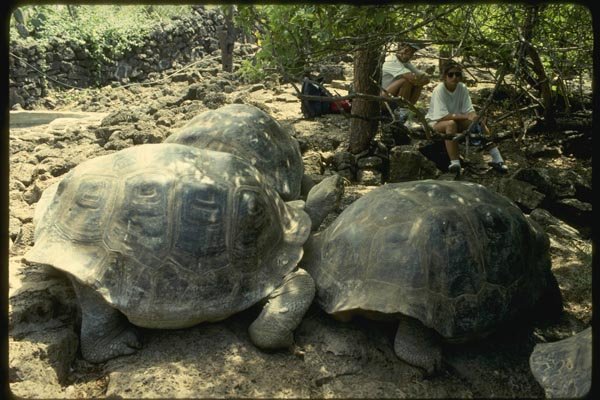 139088 Land Tortoises, Darwin Centre A4 Photo Print