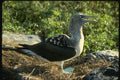 139089 Blue footed Booby A4 Photo Print