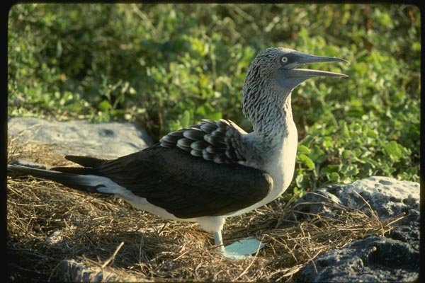 139089 Blue footed Booby A4 Photo Print
