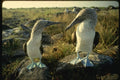 139090 Blue footed Boobies Courting A4 Photo Print