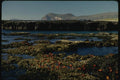 139091 Crabs, Loberia Island A4 Photo Print
