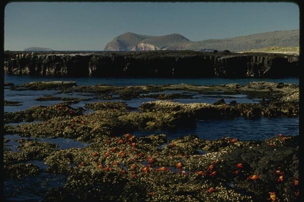 139091 Crabs, Loberia Island A4 Photo Print