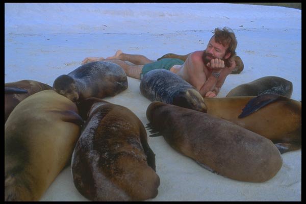 139093 Man On Beach With Sea Lions A4 Photo Print