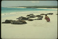 139094 Woman And Sleeping Sea Lions A4 Photo Print