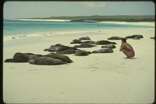 139094 Woman And Sleeping Sea Lions A4 Photo Print