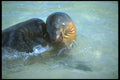 139095 Sea Lions In Water A4 Photo Print