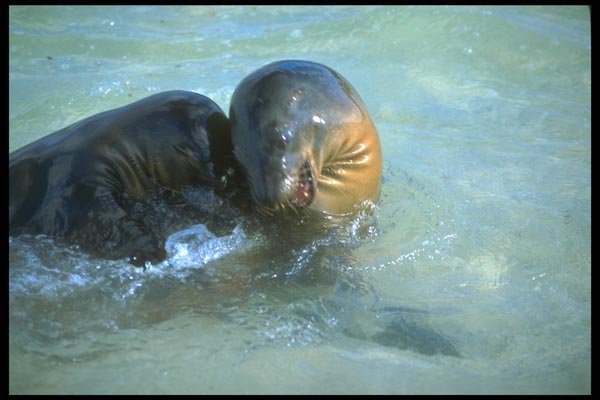 139095 Sea Lions In Water A4 Photo Print