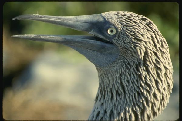 139099 Blue footed Booby Close Up A4 Photo Print