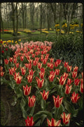 140002 Tulip Display A4 Photo Print
