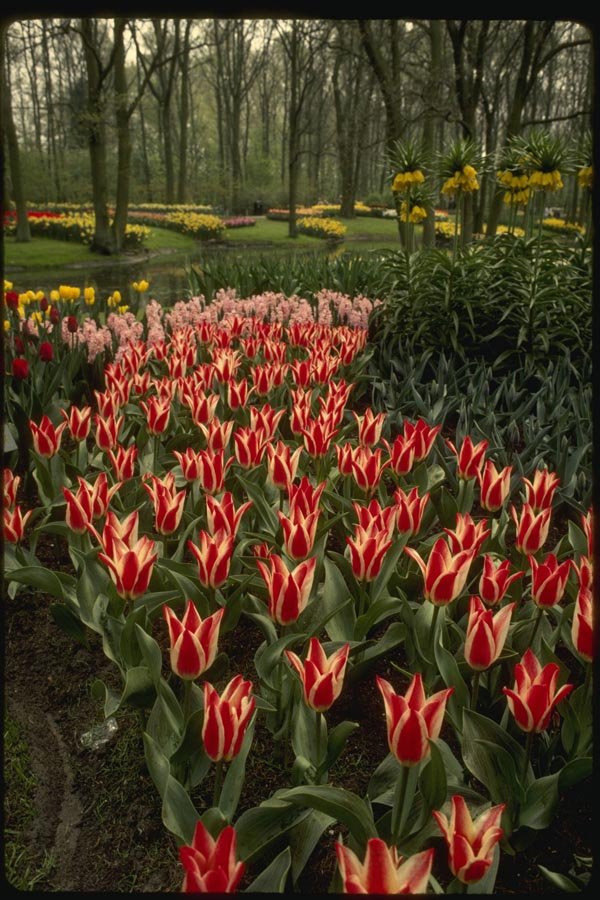 140002 Tulip Display A4 Photo Print