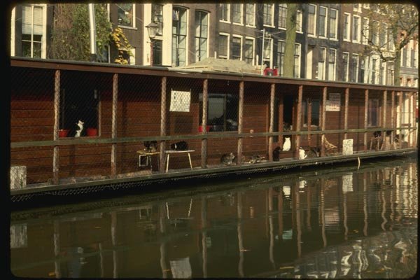 140003 House Boat For Stray Cats A4 Photo Print
