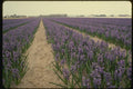 140005 Hyancinth Fields A4 Photo Print