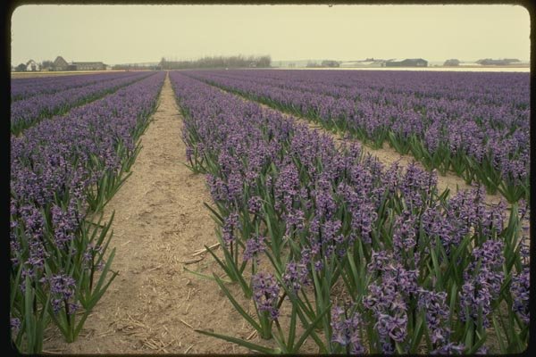 140005 Hyancinth Fields A4 Photo Print