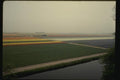 140015 Tulip Fields A4 Photo Print