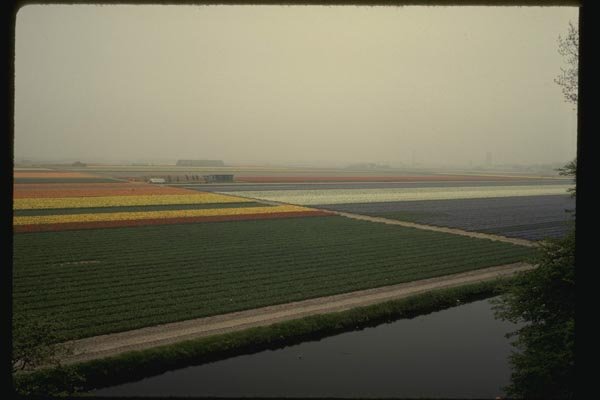 140015 Tulip Fields A4 Photo Print