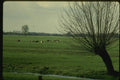 140026 Willow In Dutch Countryside A4 Photo Print