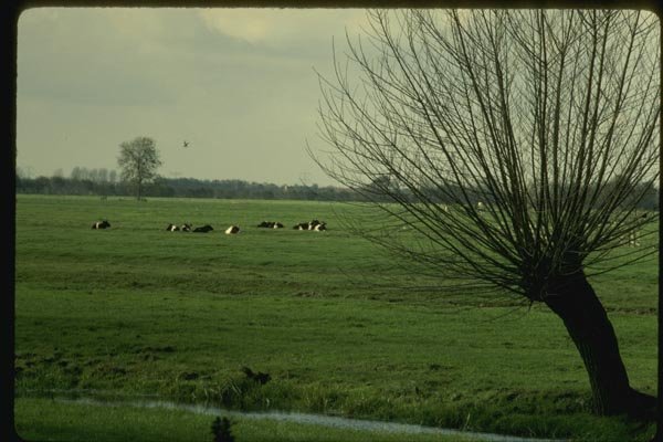 140026 Willow In Dutch Countryside A4 Photo Print