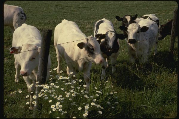 140027 Young Dairy Cattle A4 Photo Print