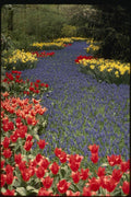 140038 Display At Lisse A4 Photo Print